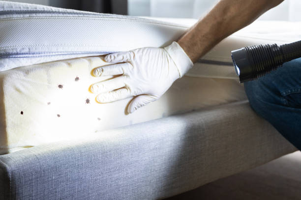 Wasp Removal Services in Spruce Pine, NC
