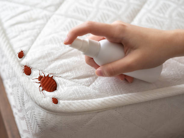 Best Exterminator Services  in Spruce Pine, NC