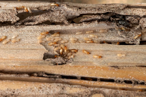 Trusted Spruce Pine, NC Pest Control Experts