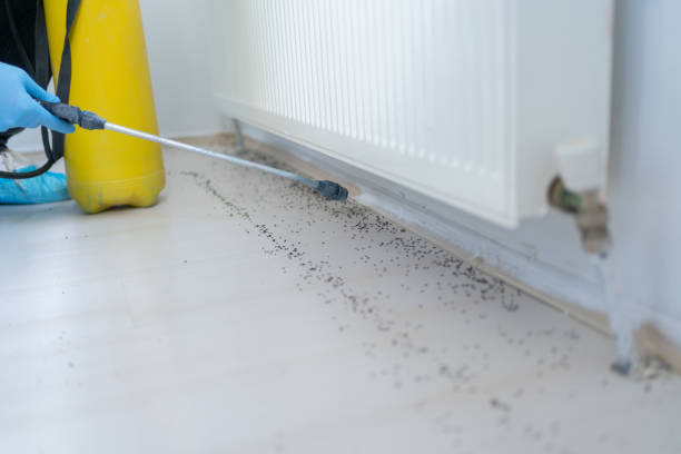 Best Residential Pest Control  in Spruce Pine, NC
